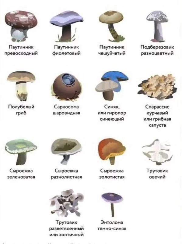 По грибы с лукошком
