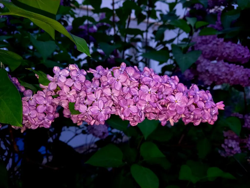 Чайная беседка