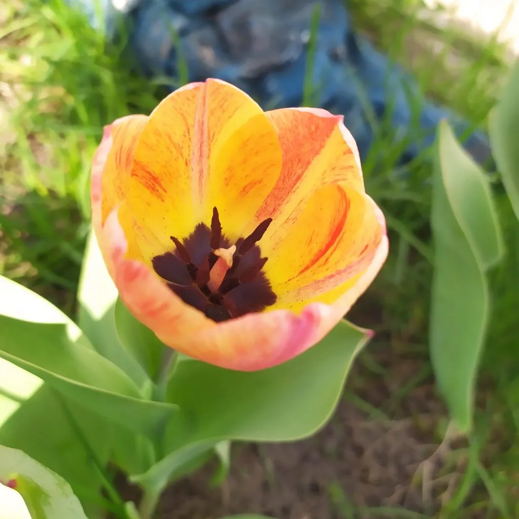 Чайная беседка