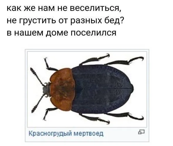Всюду рифмы