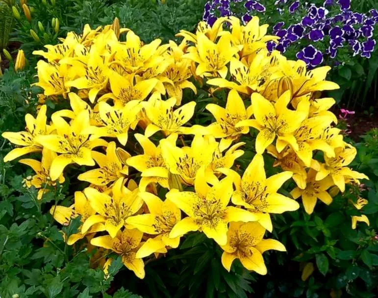 Чайная беседка