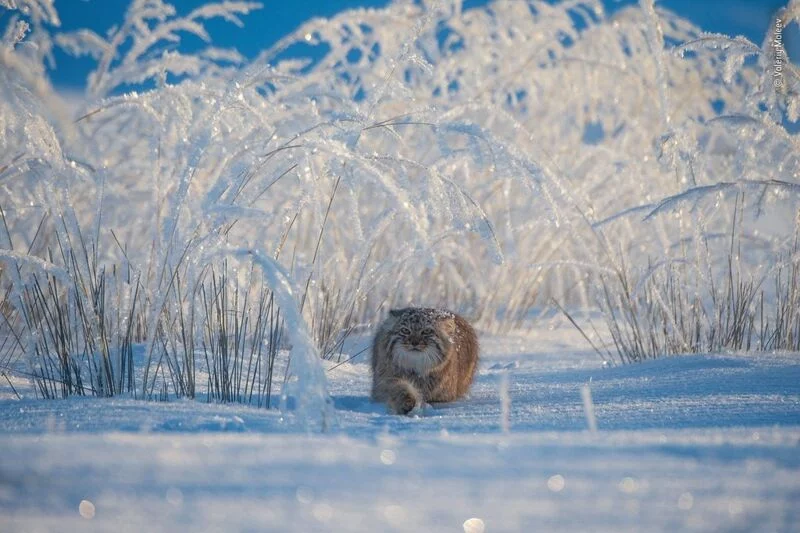 Эти забавные животные