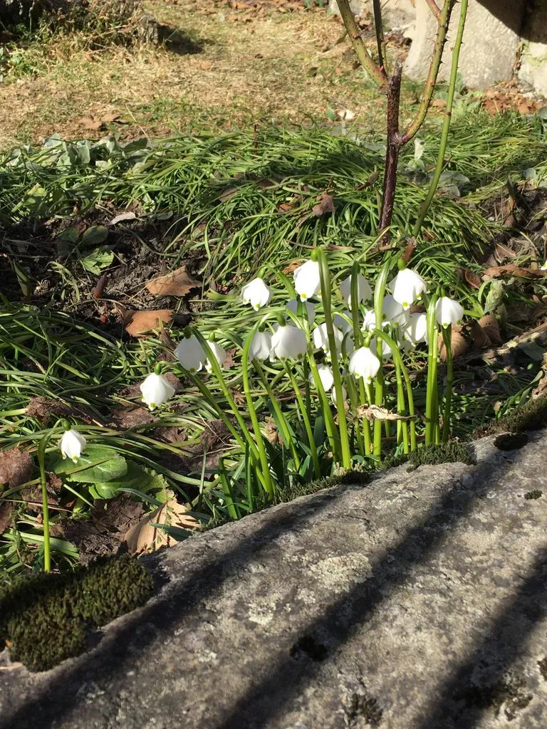 Чайная беседка