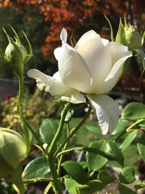 Чайная беседка