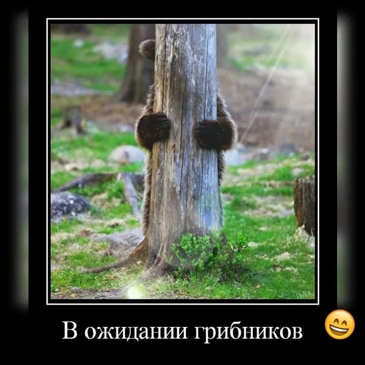По грибы с лукошком