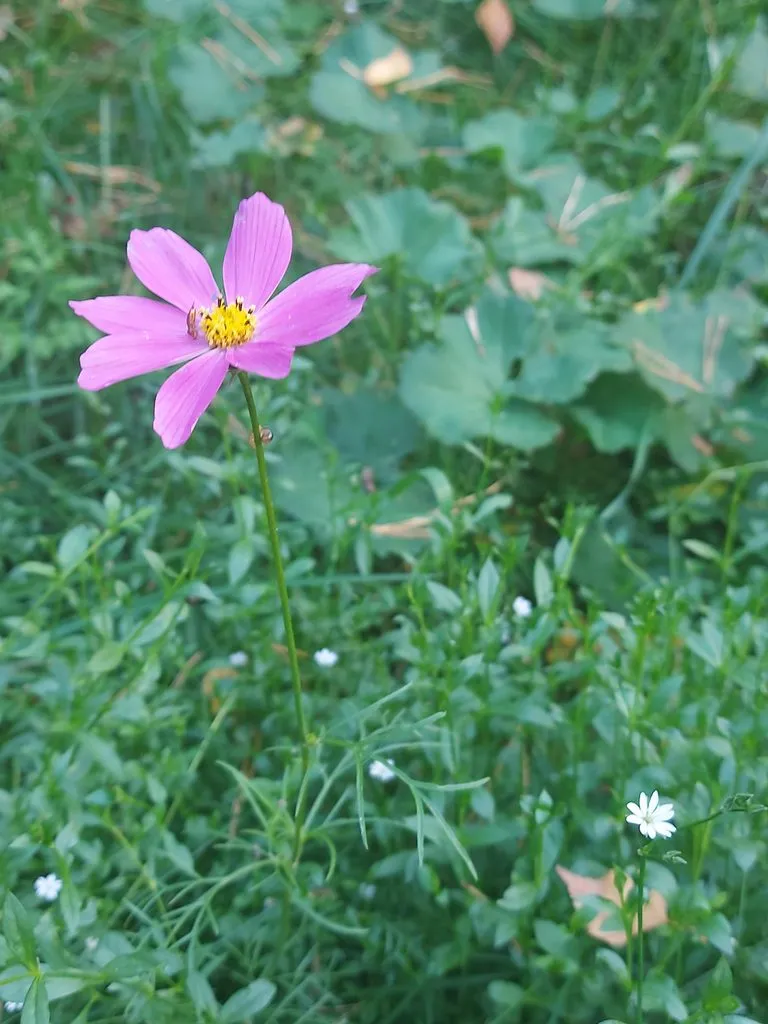 Чайная беседка