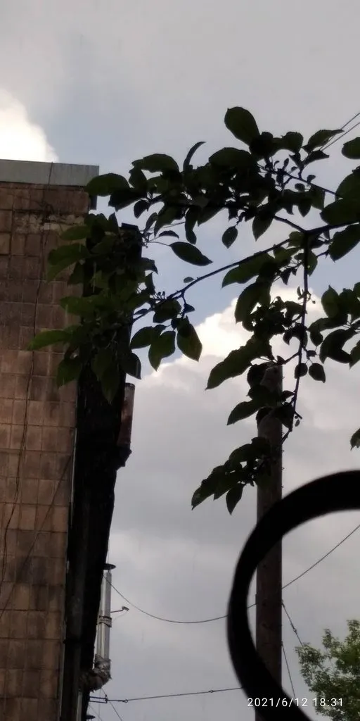 Tapтaлeтки & Ко