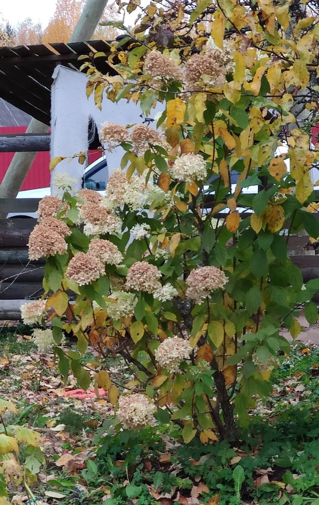 Кафе «У пани Сони»