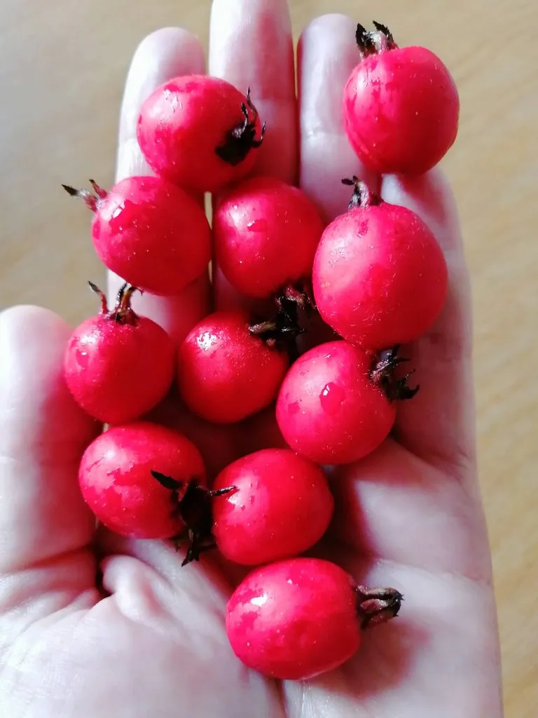 Чайная беседка