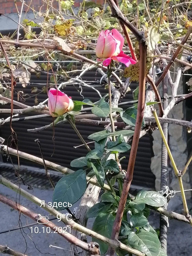 Чайная беседка