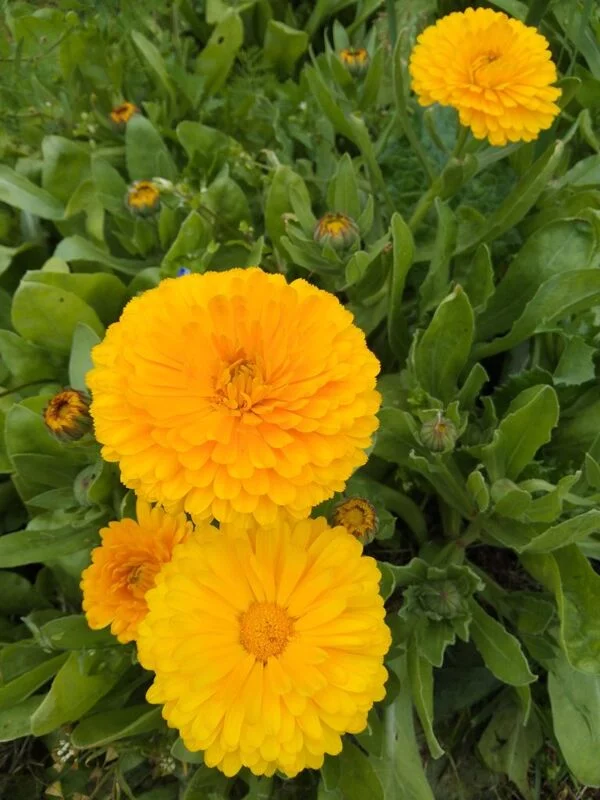 Чайная беседка