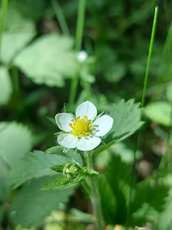 Чайная беседка