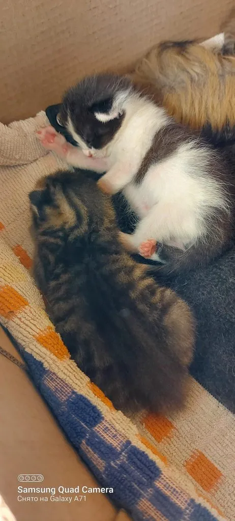 Tapтaлeтки & Ко