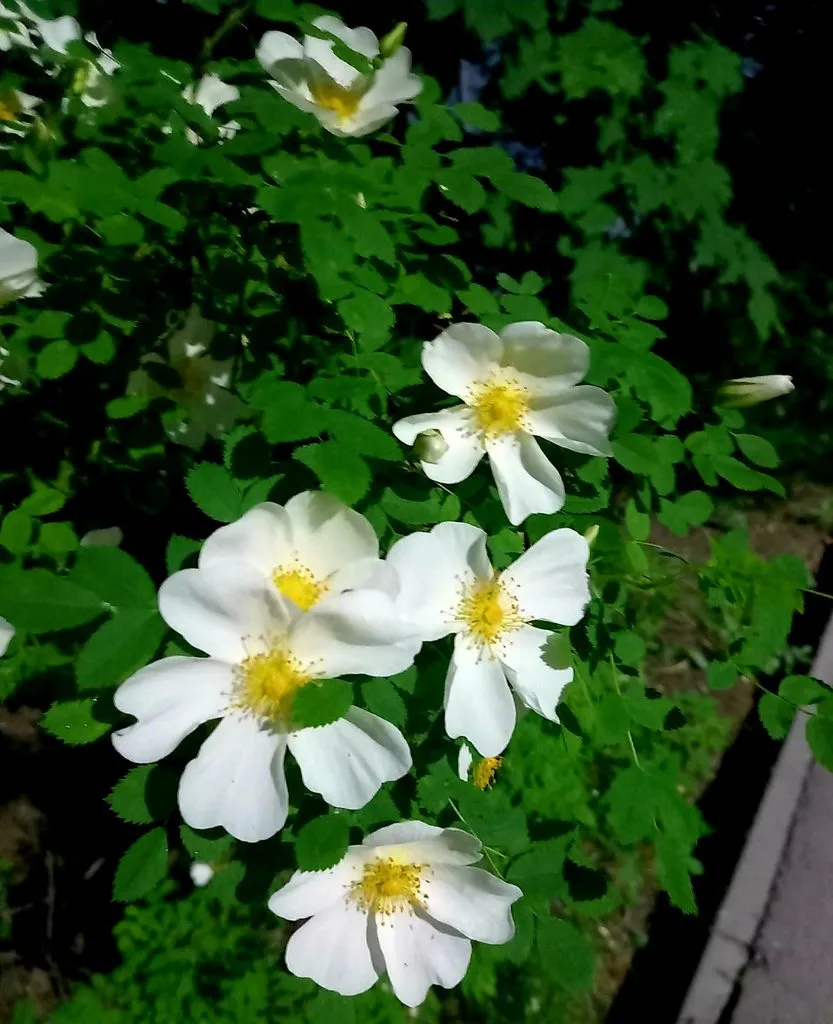 Чайная беседка