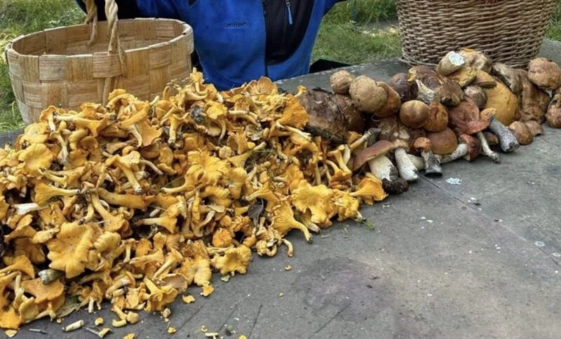 По грибы с лукошком