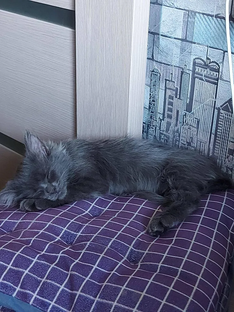 Tapтaлeтки & Ко