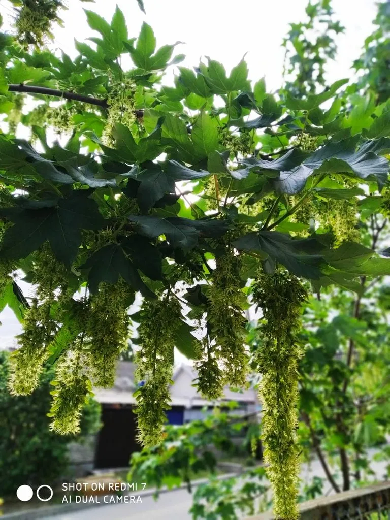 Чайная беседка