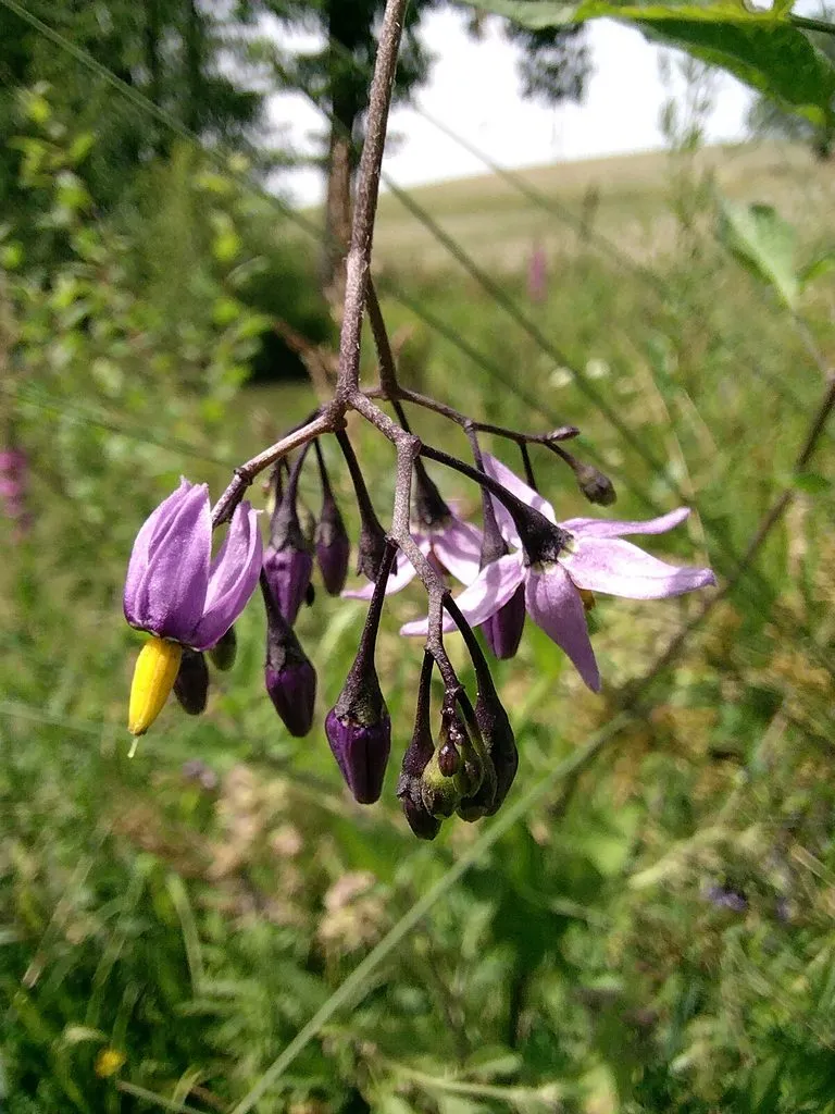 Чайная беседка