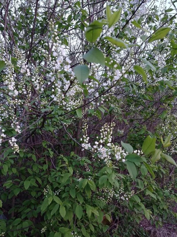 Чайная беседка