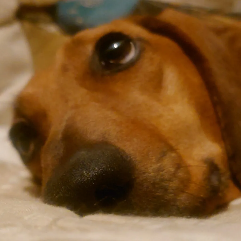 Живой Журнал Жульена