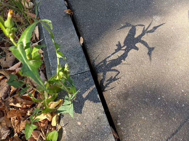 Фотонастроение