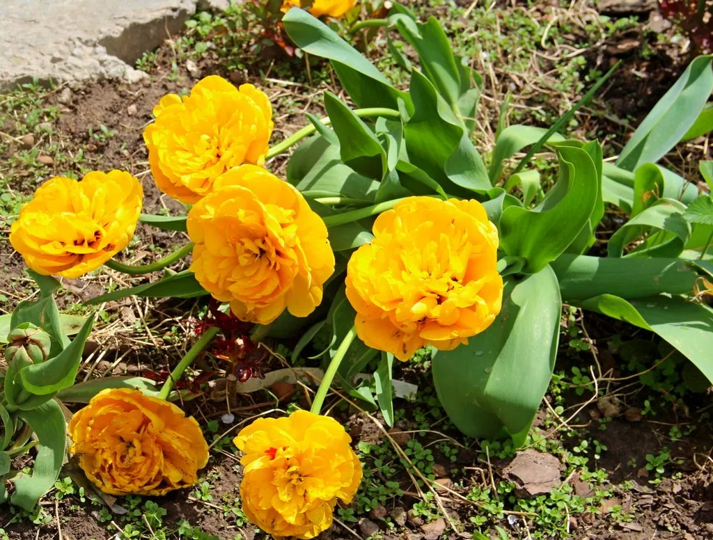 Чайная беседка