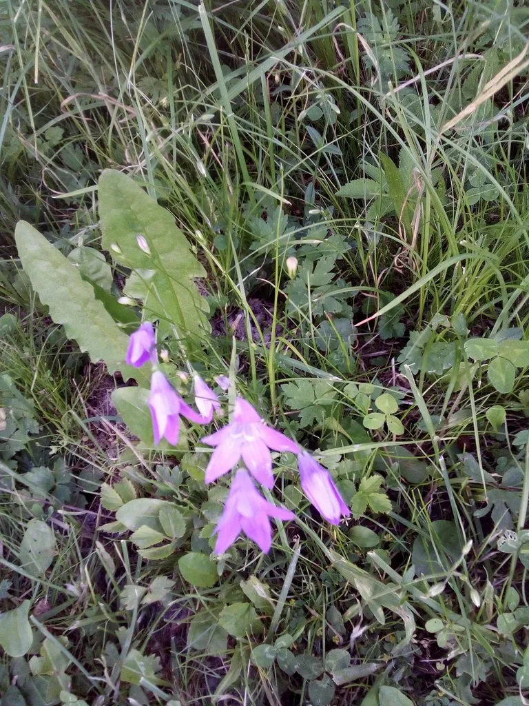 Чайная беседка