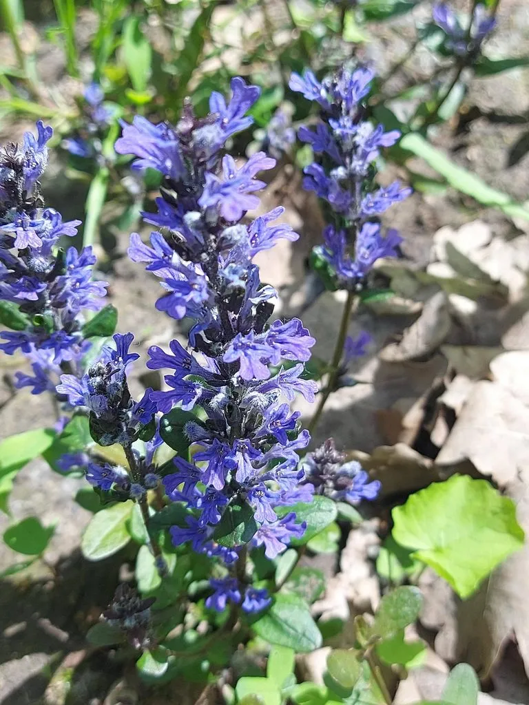 Чайная беседка