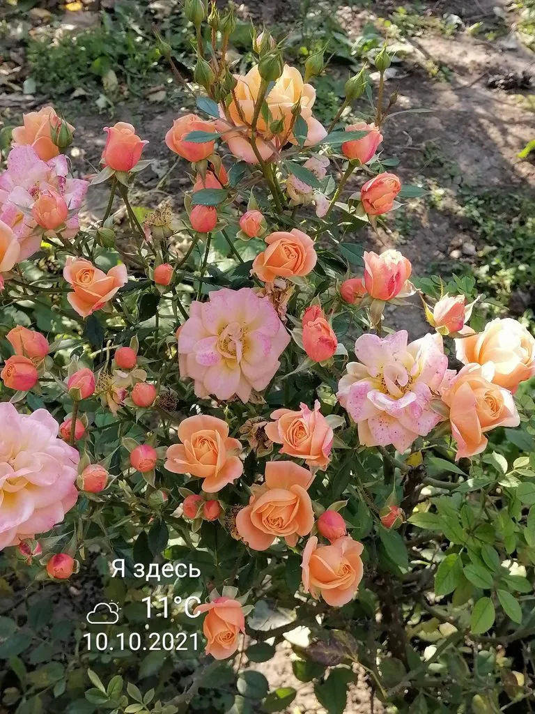 Чайная беседка