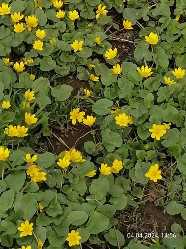 Чайная беседка