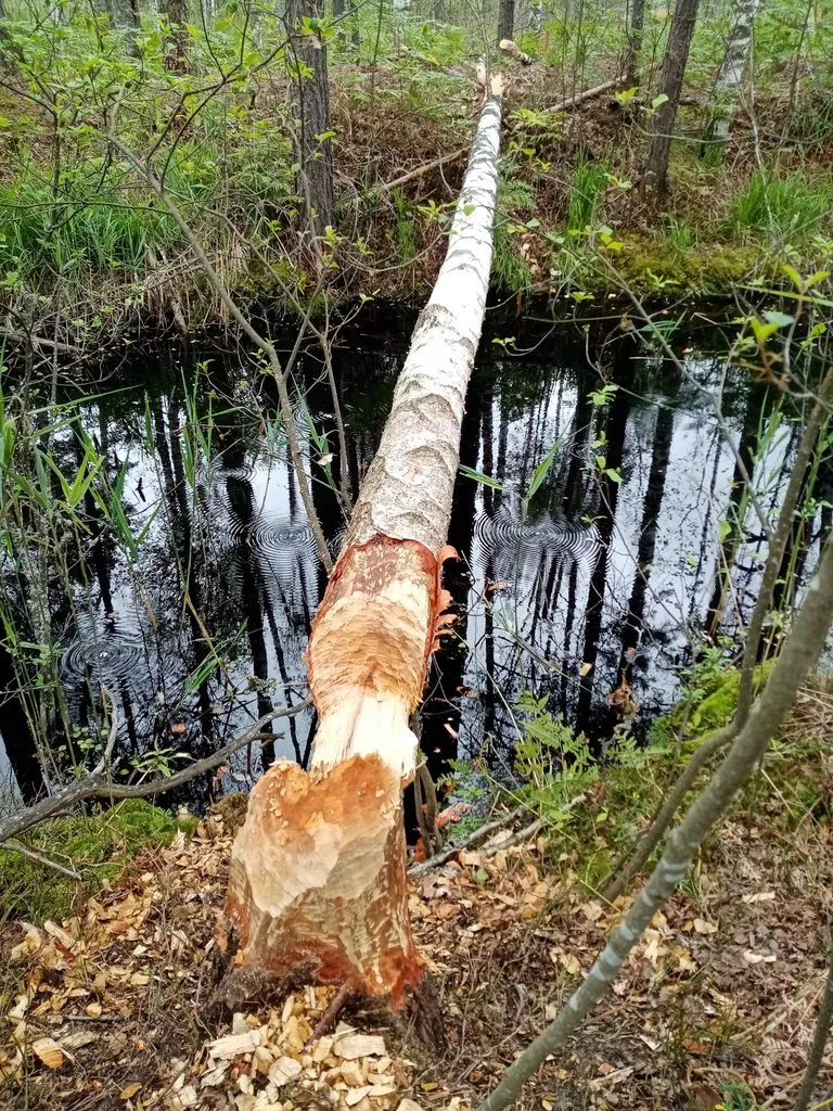 Вышивка крестиком