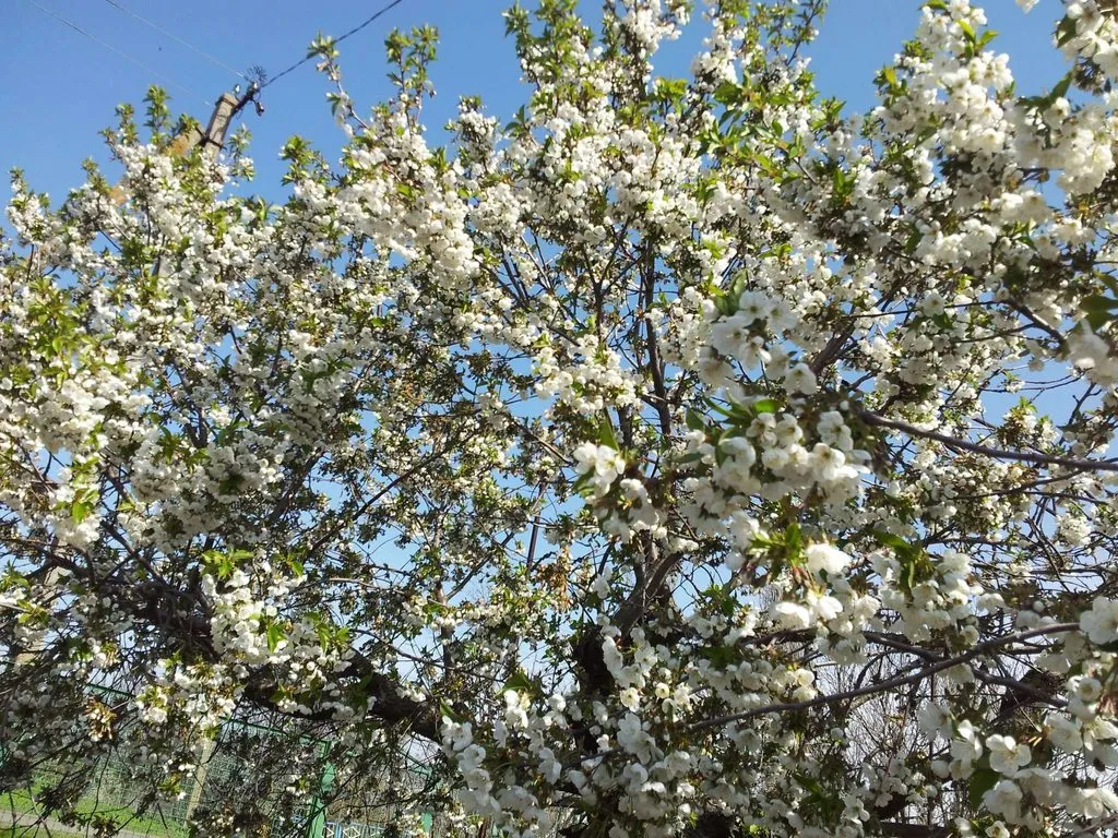 Чайная беседка