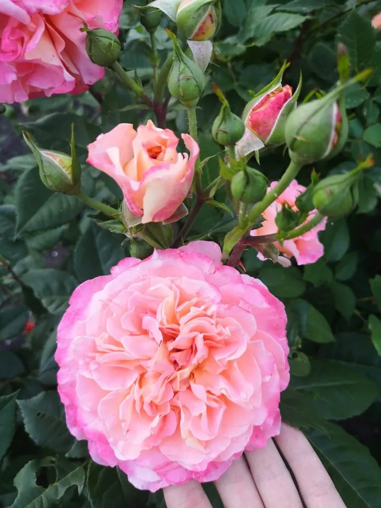 Чайная беседка