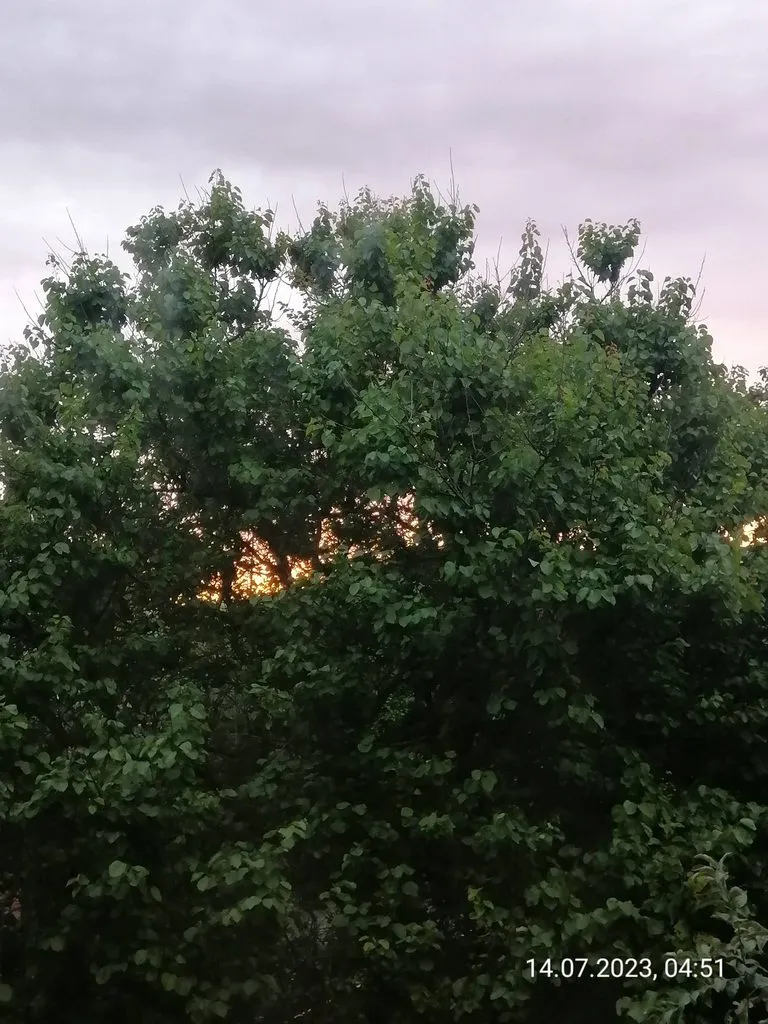 Чайная беседка