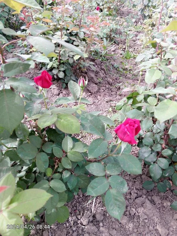 Чайная беседка