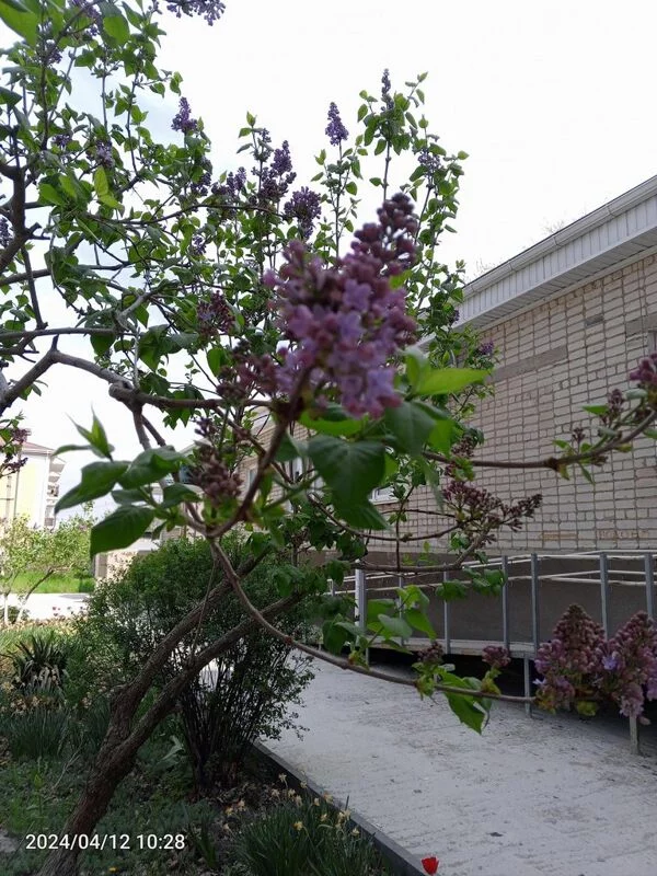 Чайная беседка