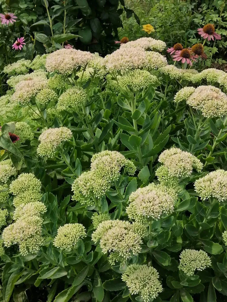 Чайная беседка