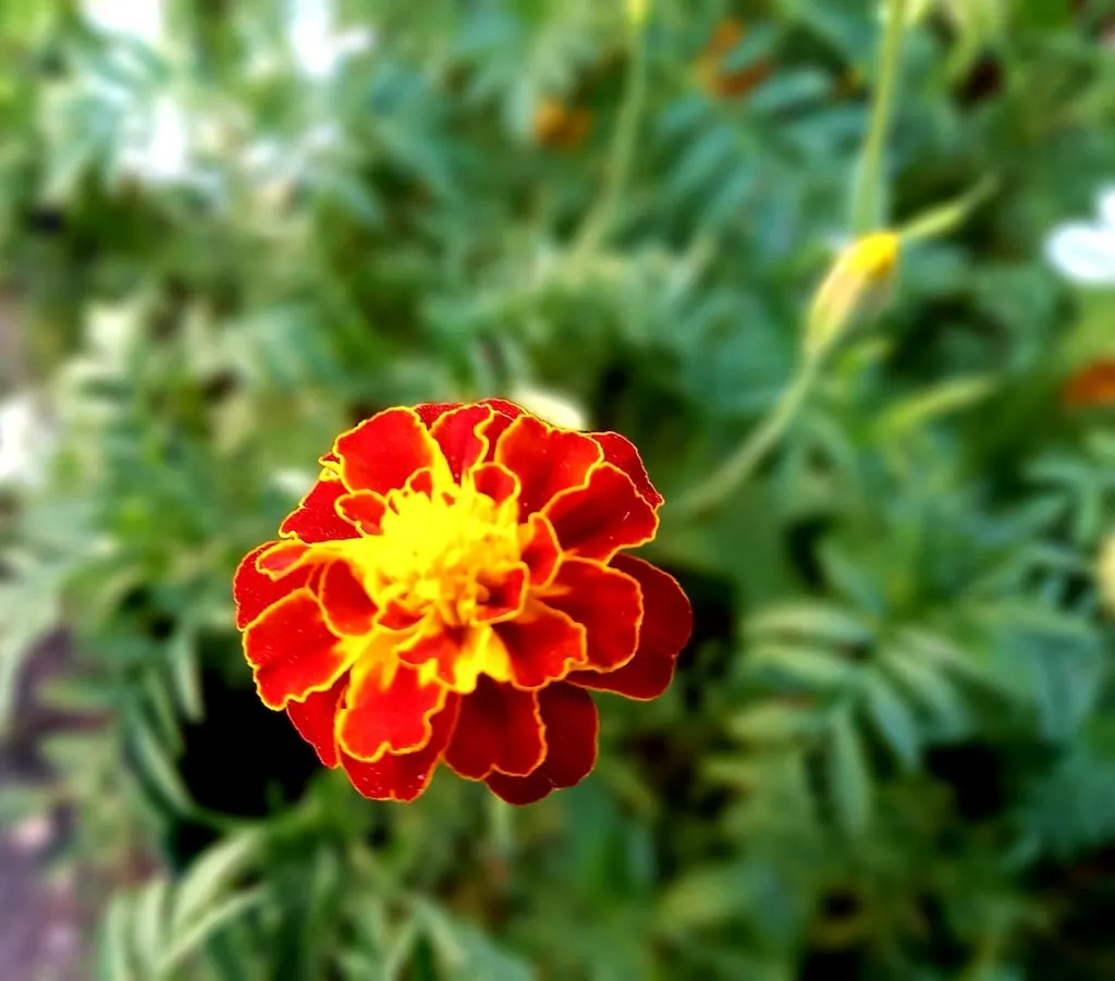 Чайная беседка