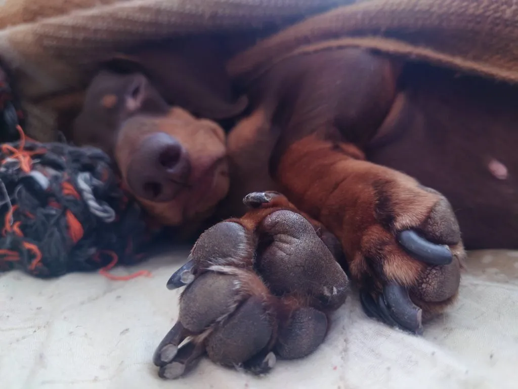 Живой Журнал Жульена