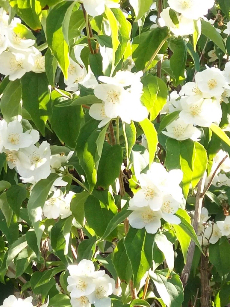 Чайная беседка