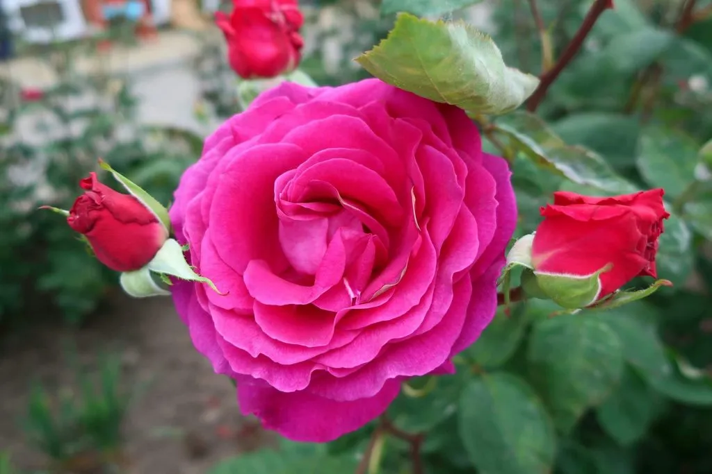 Чайная беседка