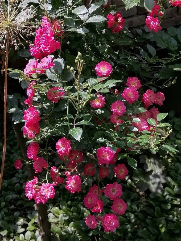 Чайная беседка