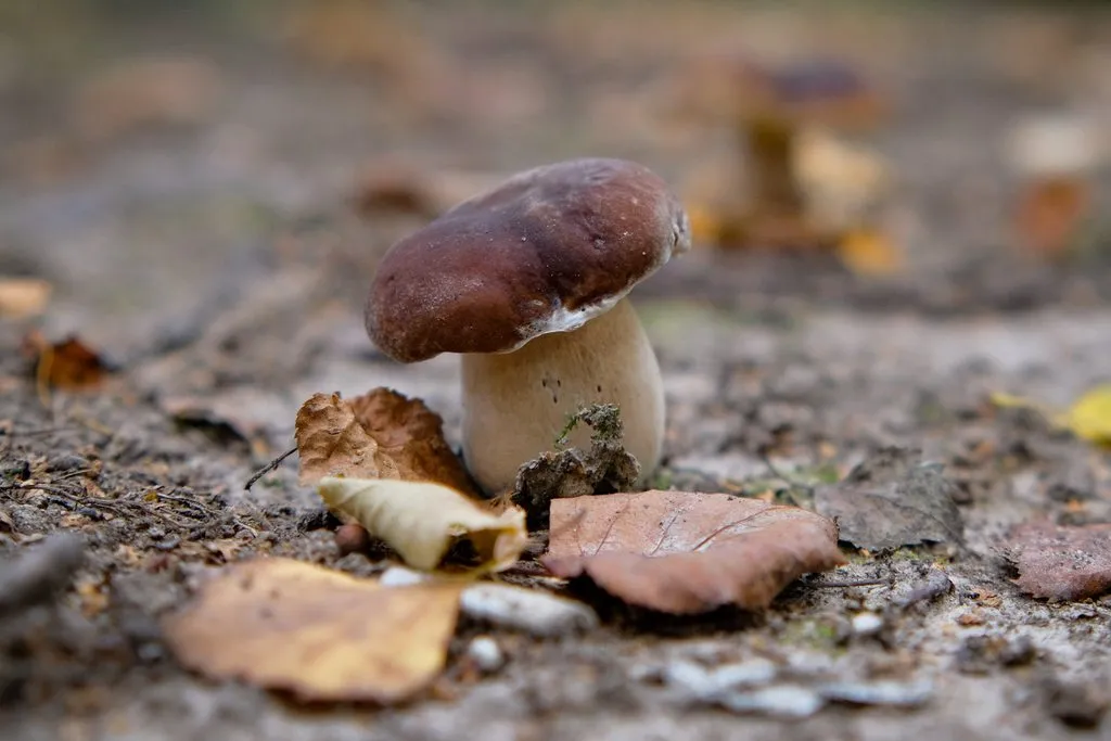 По грибы с лукошком