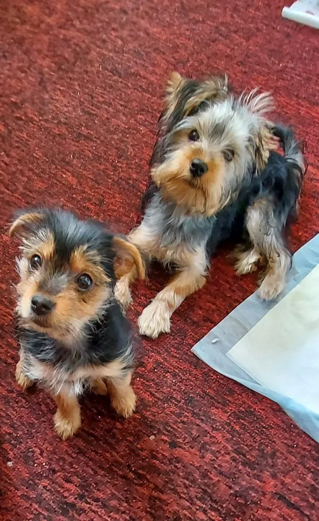 Tapтaлeтки & Ко