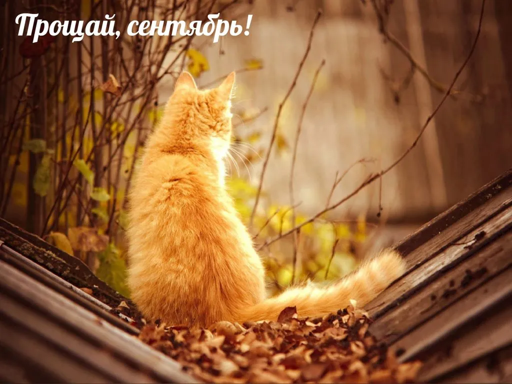 Кафе "У пани Сони"
