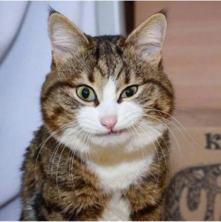 Кошичкина полиция