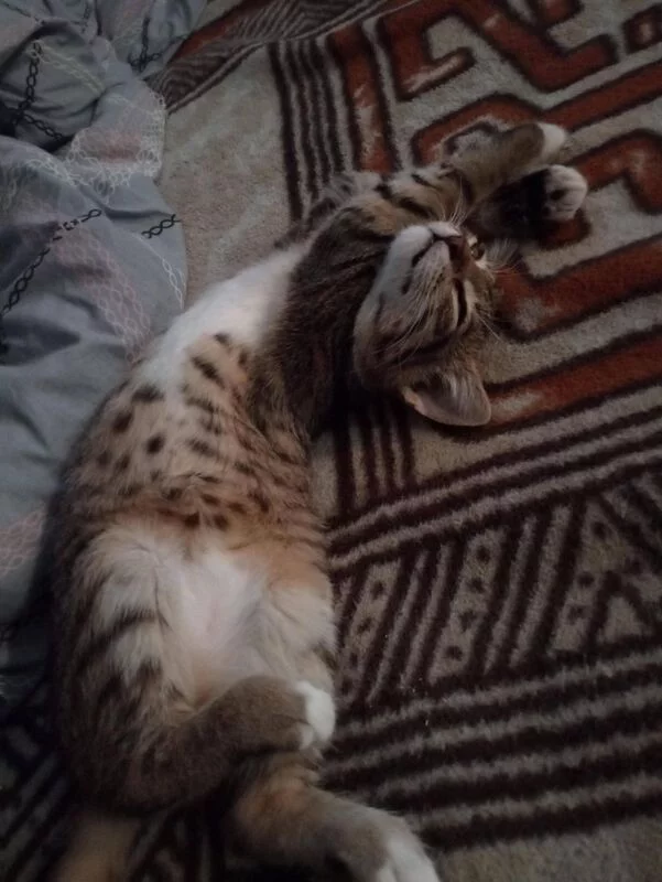 Чайная беседка