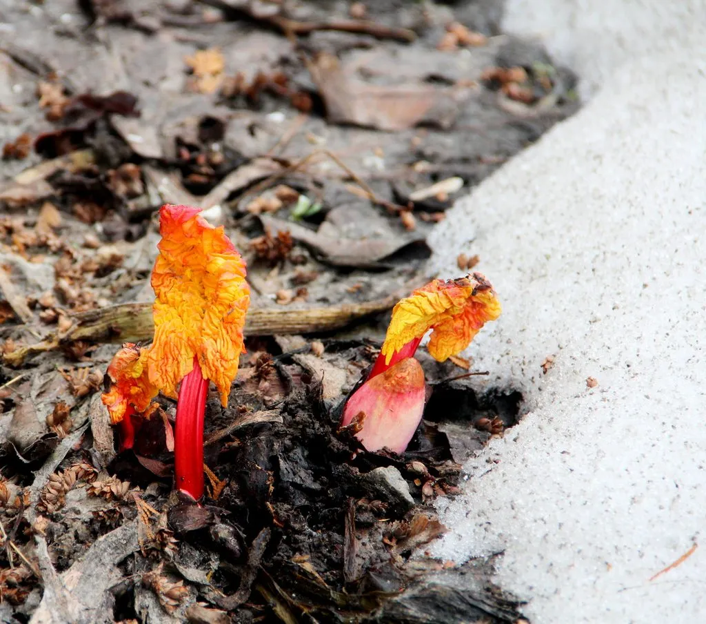 Чайная беседка