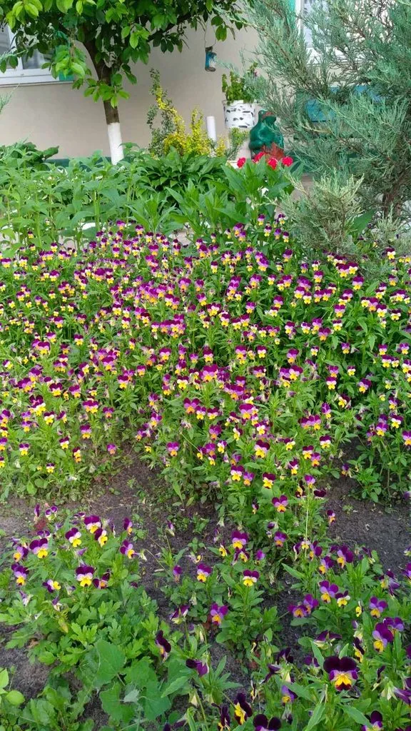 Чайная беседка