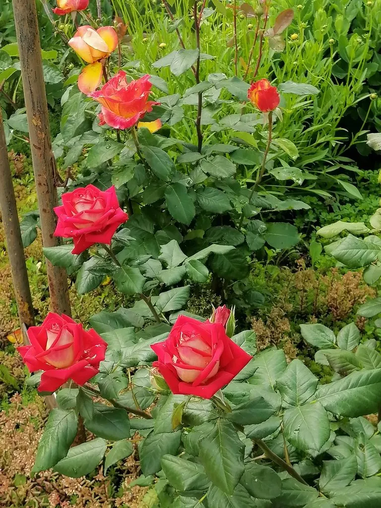 Чайная беседка